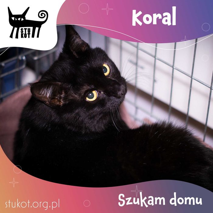 KORAL - czarny kotek do adopcji