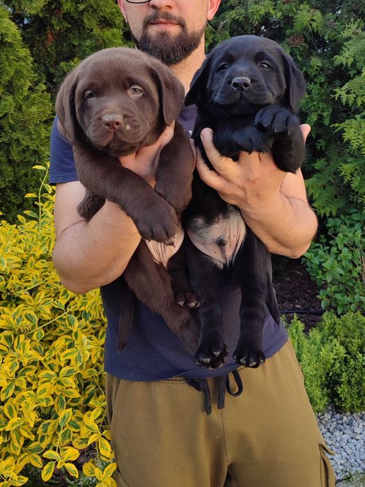 Szczenięta Labrador retriever czekoladowe czarne