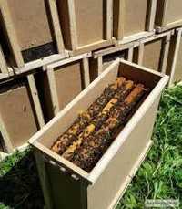 Бджолопакети. Пчелопакеты