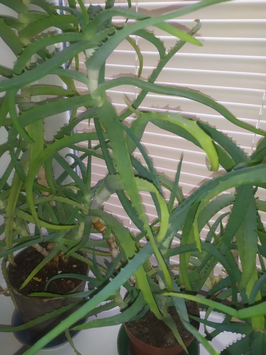 Алое-Столетник Лечебный