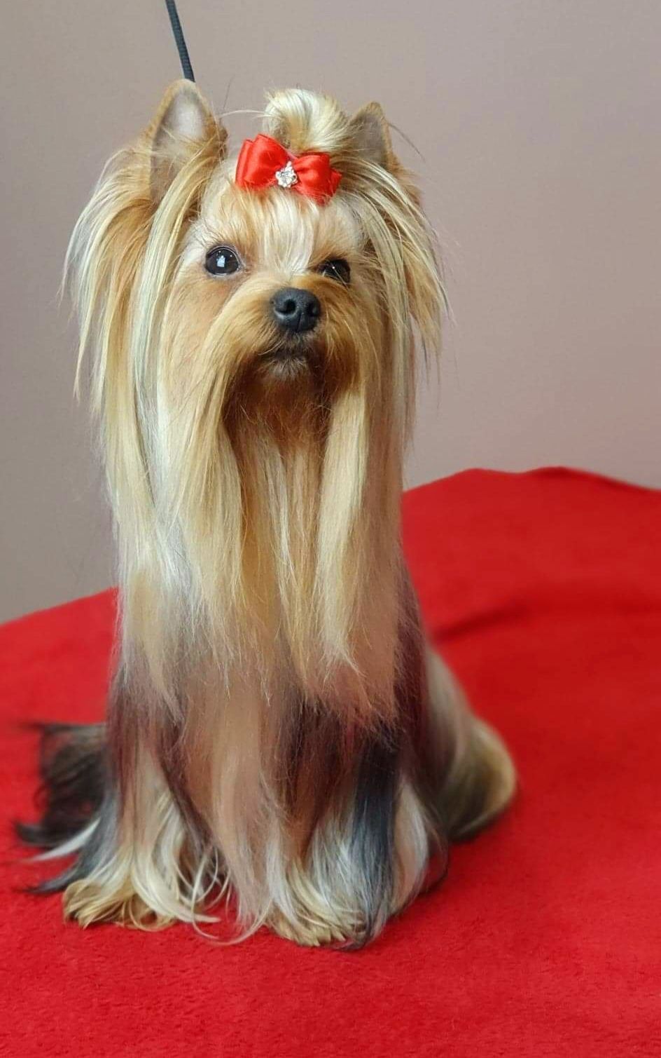Yorkshire Terrier ZKwP/FCI