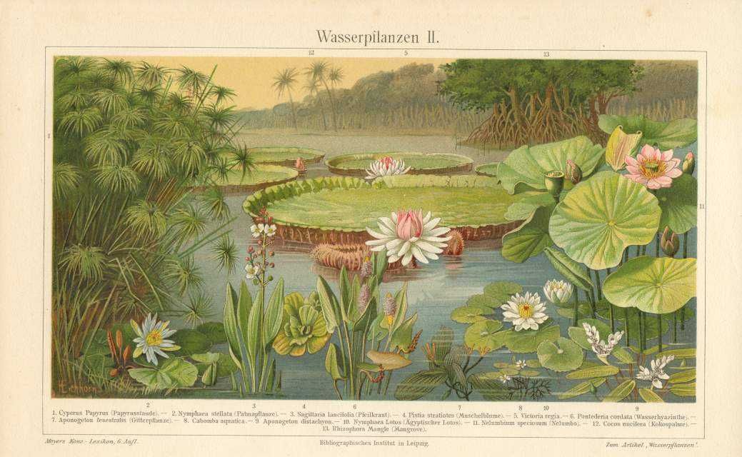 Kwiaty  oryginalne XIX w. grafiki
