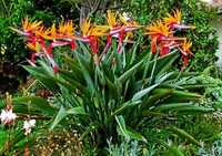 Estrelícia adulta ave do paraíso planta da Madeira dá várias flor ano
