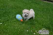 Bichon frise FCI.