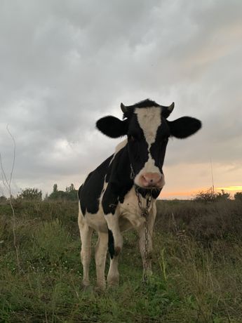 Корова 1 год