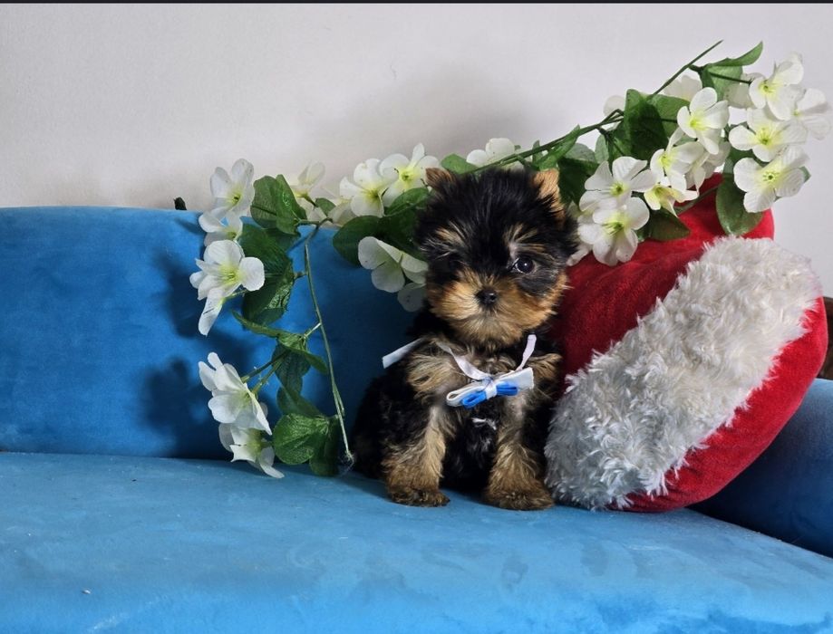 York Yorki Yorkshire Terrier