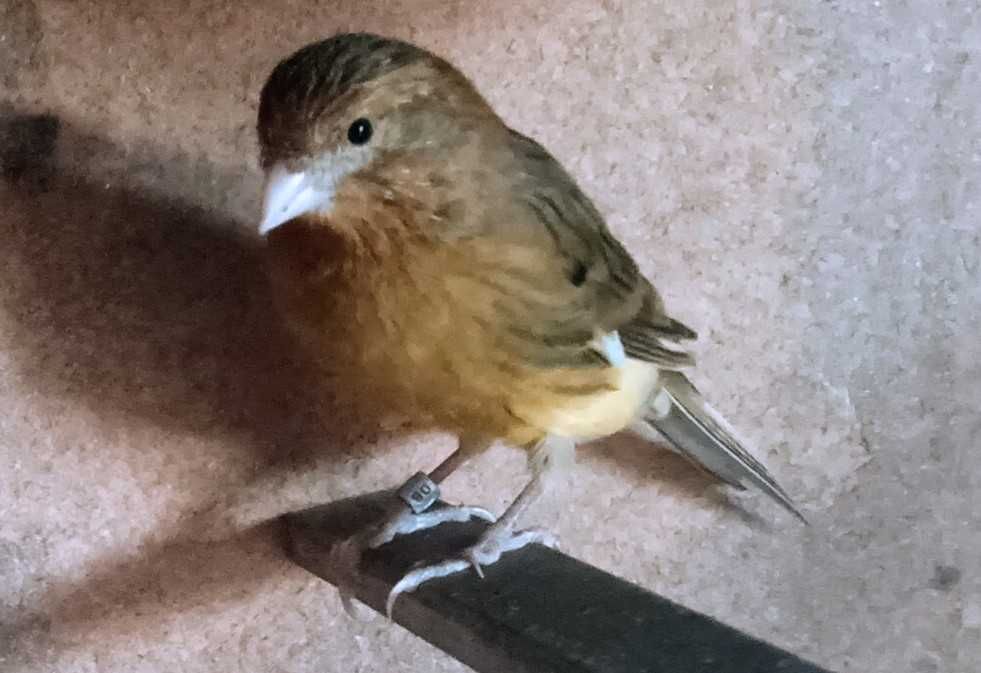 Canários, vários tipos e raças