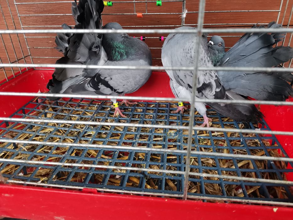 Gołębie ozdobne - pawiki