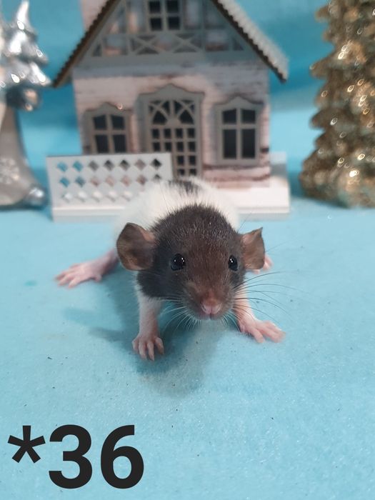 Szczur szczury szczurki