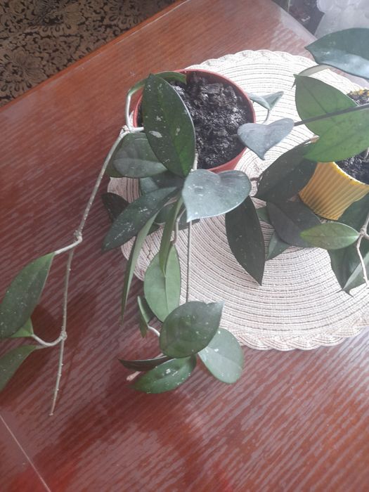 Хойя,хоєчка! Продам