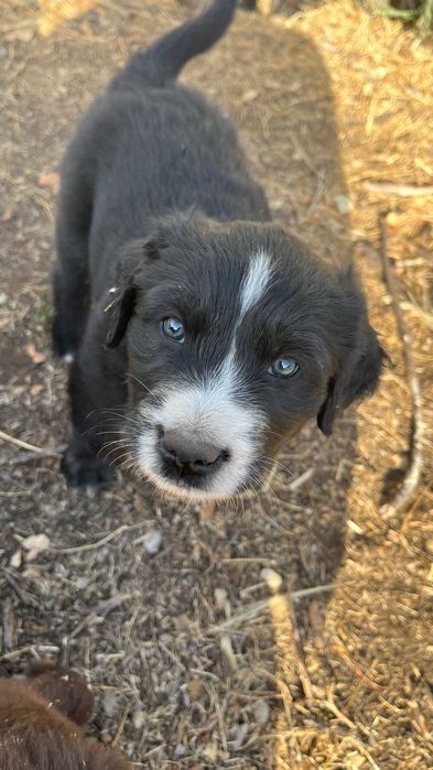Lindos cachorrinhos mestiços (Serra da Estrela) Raça Rrande