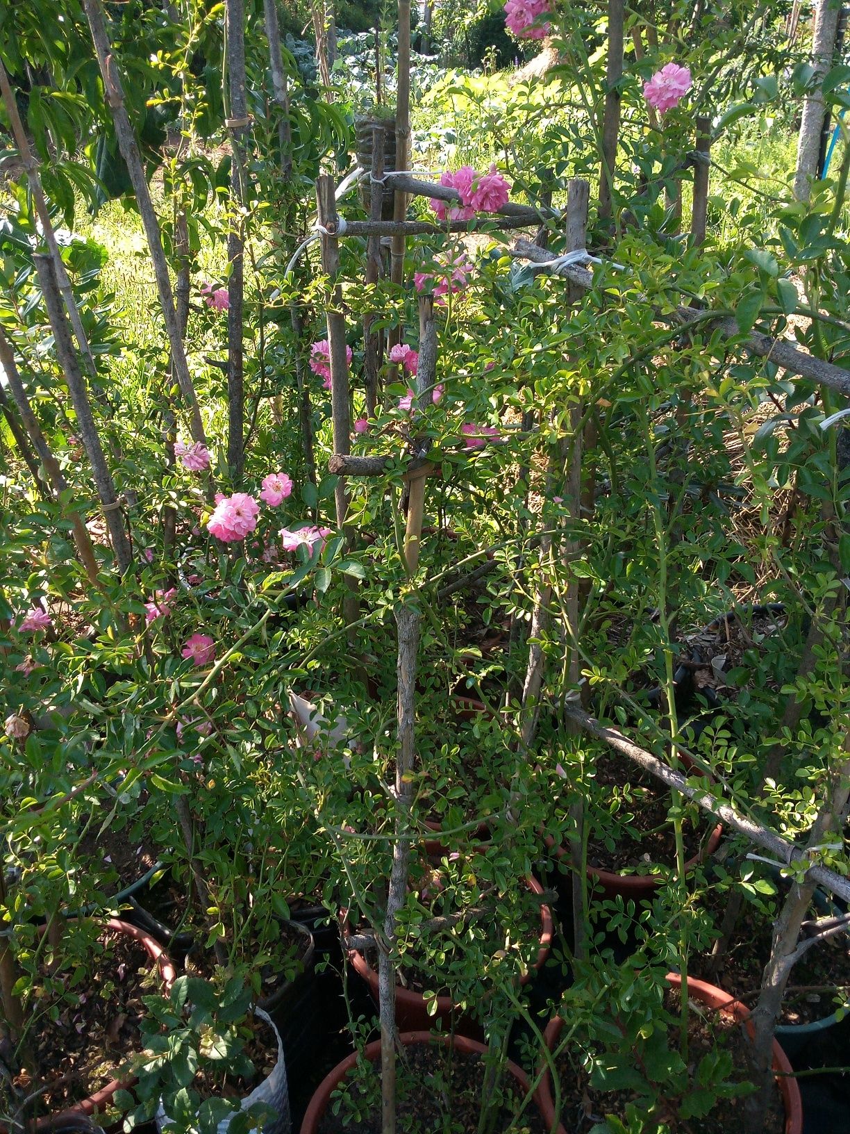 Roseiras S. Teresinha