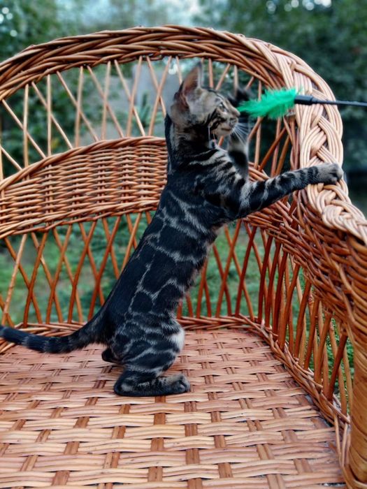 Эксклюзивный Бенгальский котенок,девочка 4мес