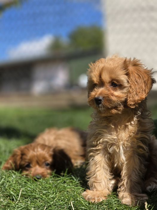 Cavapoo suczka f1
