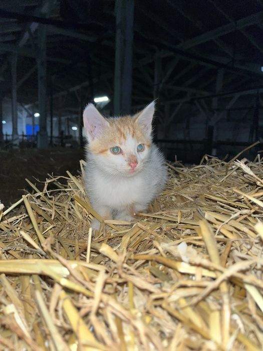 Котенята в хороші руки ! Риженьке , сірі , чорні  , біле ,