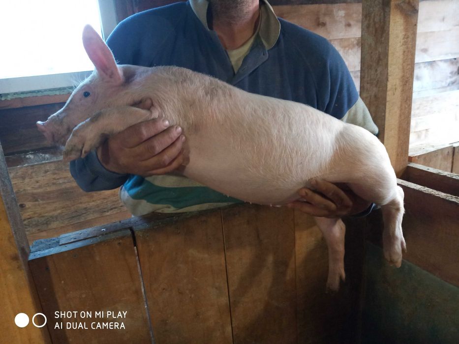 Свиньи поросята кнурики