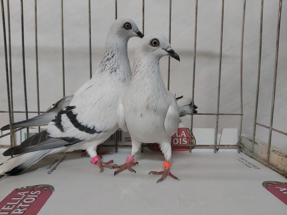 Gołębie Jasne Żałobne