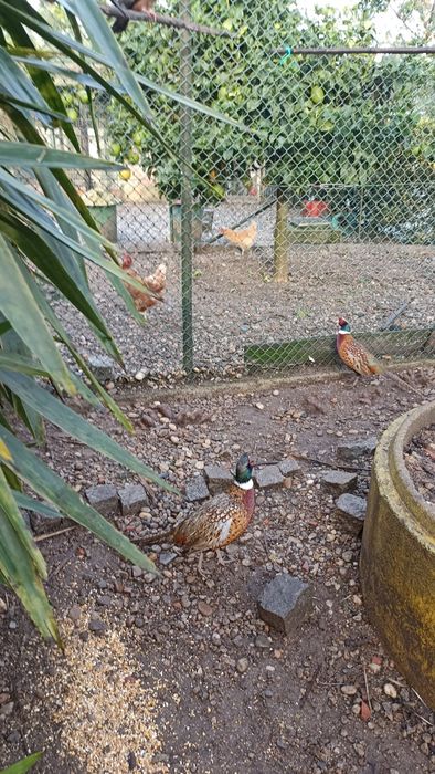 Faizoes várias qualidade