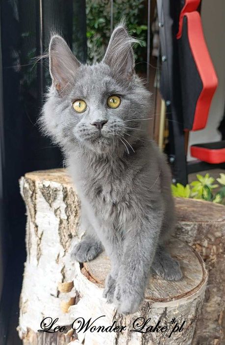 Niebieski Maine Coon - hodowlany - FPL