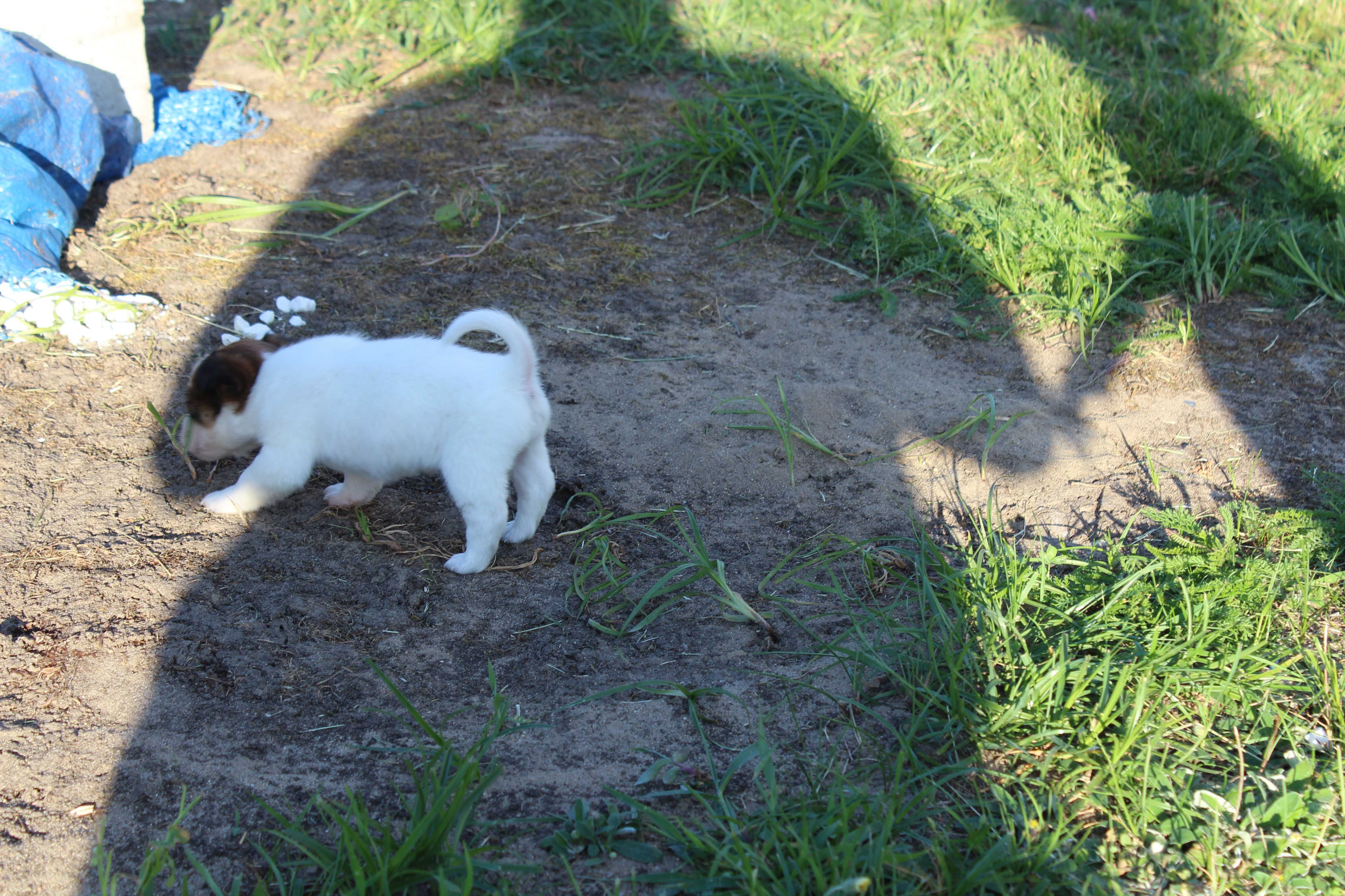 szczeniak Leo piesek Jack Russell Terrier pochodzenie ZKWP FCI