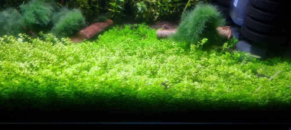 Monte carlo roslinka akwarium