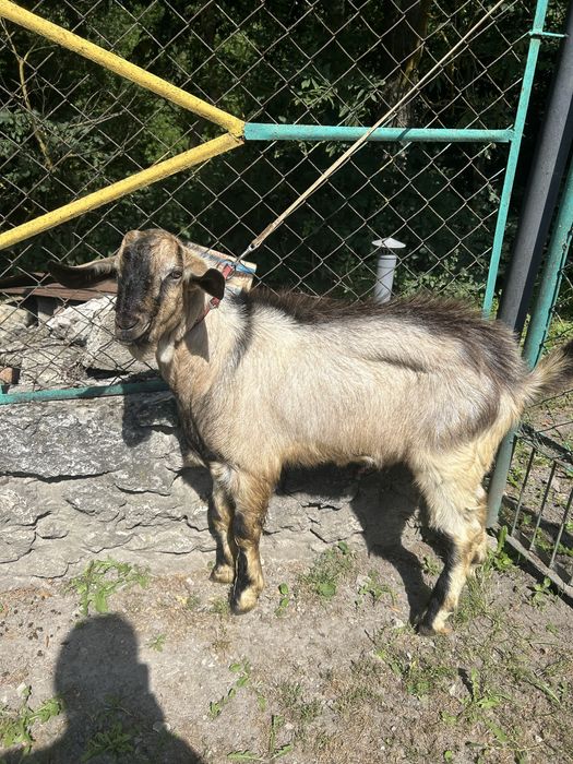 Продам породистих кіз