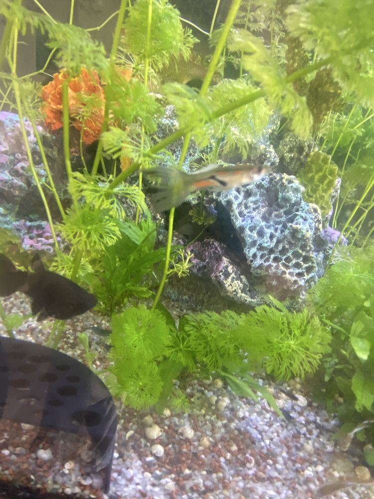 Vendo guppys de varias raças com elders disponiveis