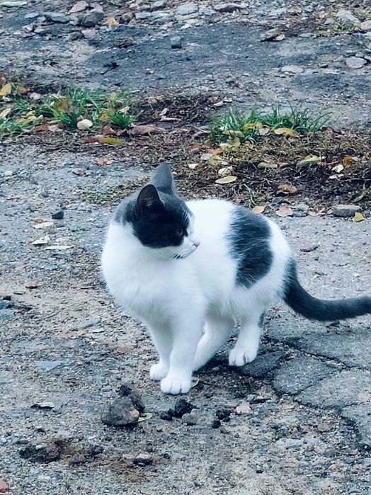 Нежная кошечка в поисках дома