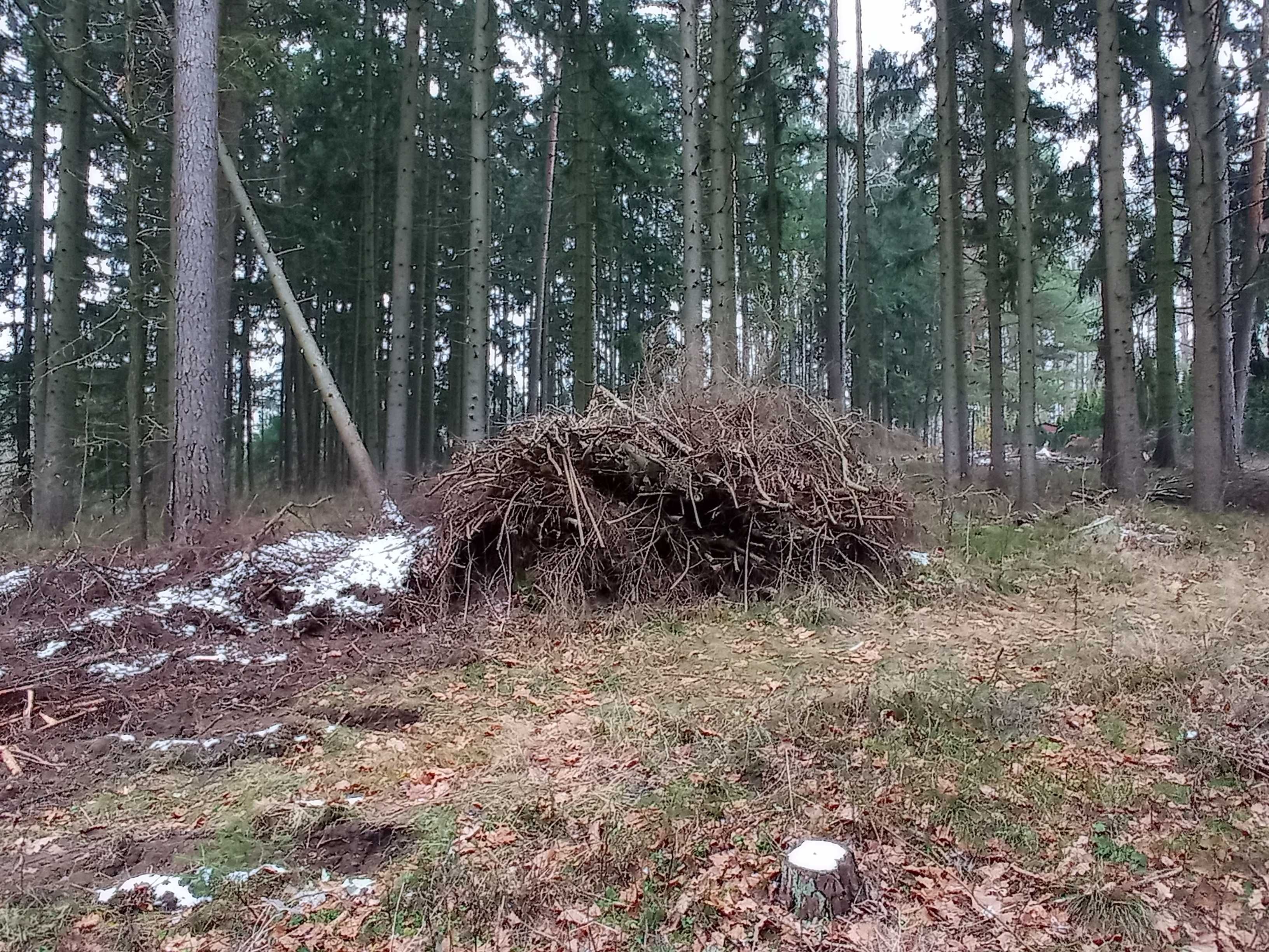 Oddam za darmo gałęzie/chrust - po wycince drzew