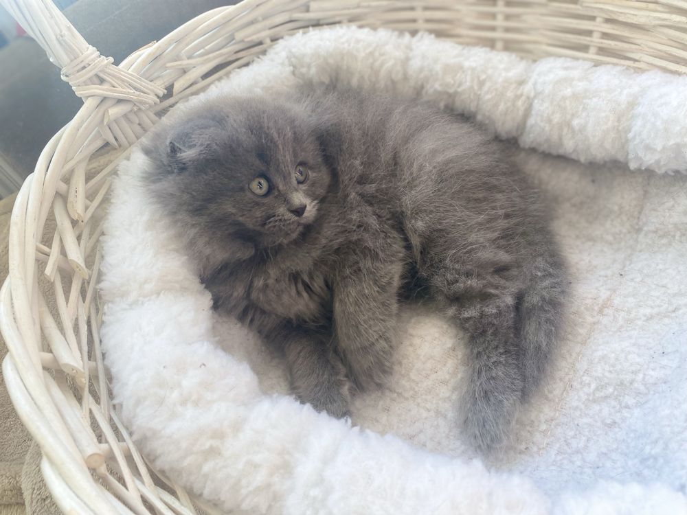Котеня голубе шотландець