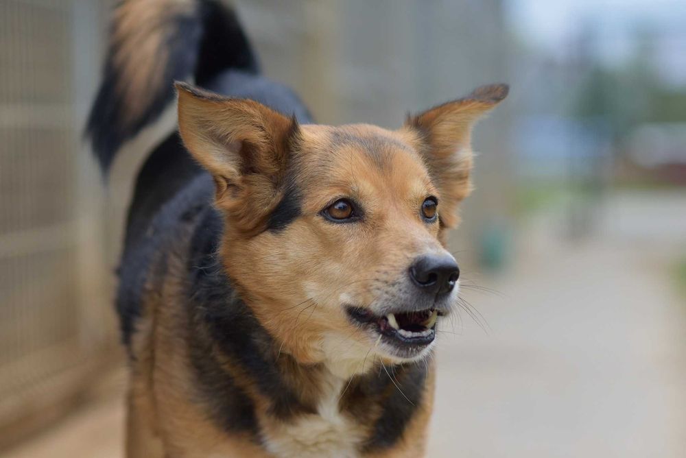 Okoń - odnajdzie się w kojcu na ogrodzie
