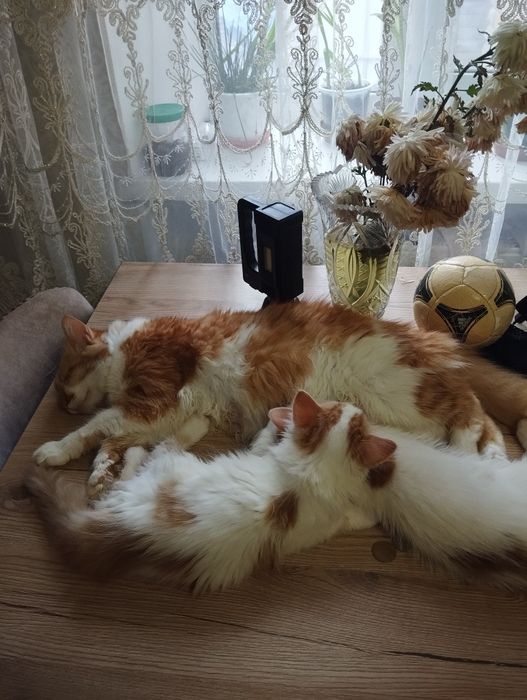 Отдам в добрые руки добрых, красивых котят