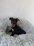 Pinscher miniatura  preto afogueado