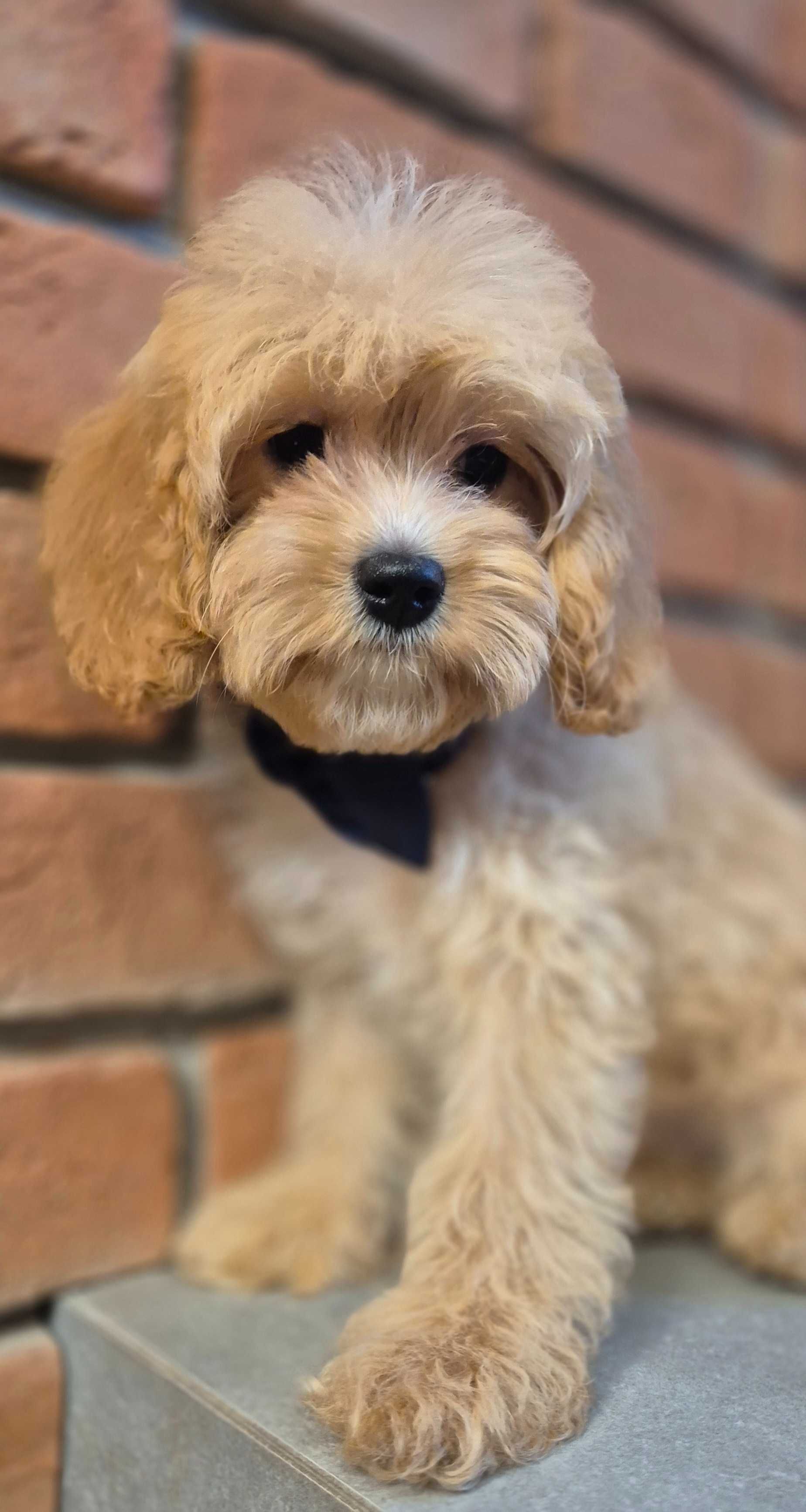 Cavapoo piekny Uzzi  do odbioru