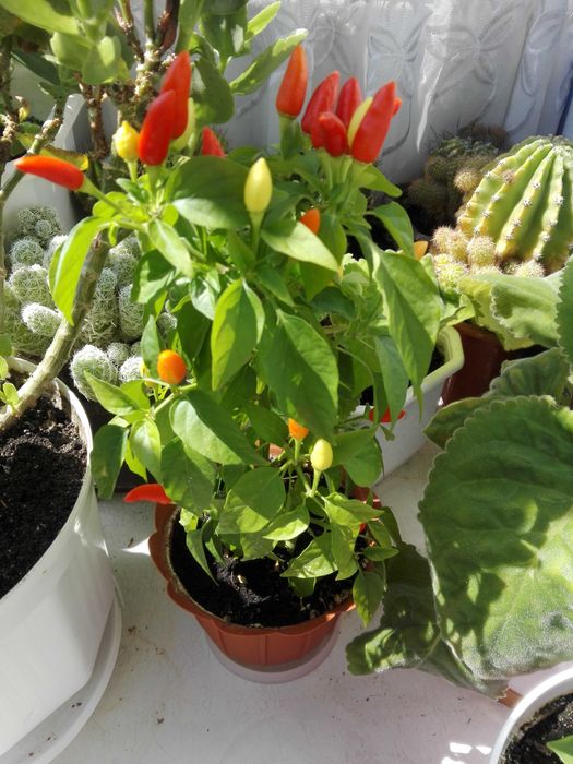 Насіння Перець декоративний домашній мініатюрний Стріла