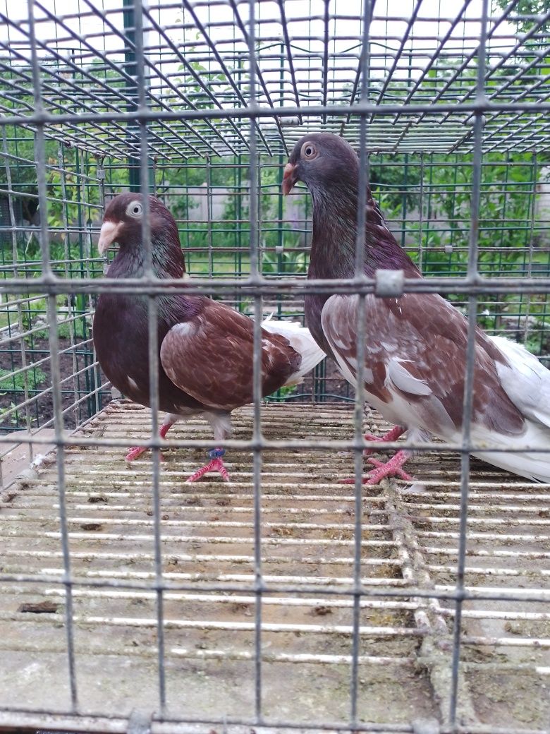 Продам голубів одесських турман