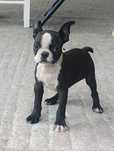 Boston terrier piesek