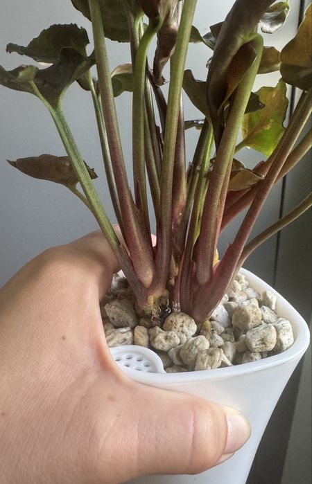 Syngonium Strawberry Ice