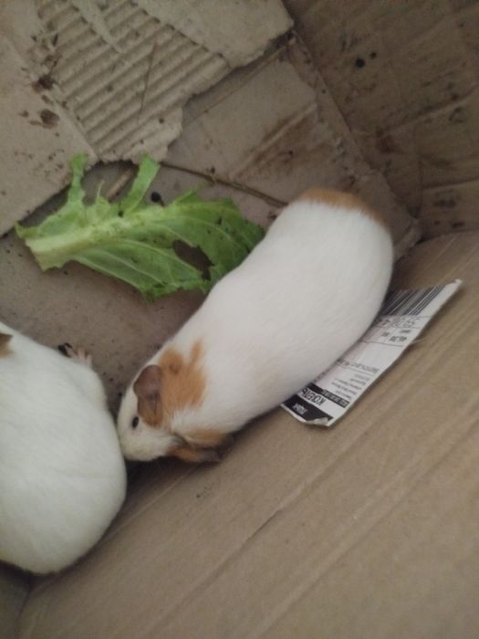 Терміново!!! Морські свинки