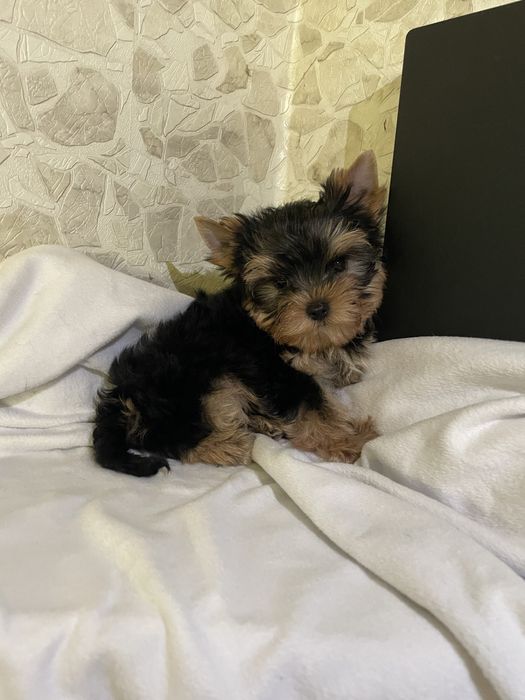 Стандарт з модочкою бебі фейс