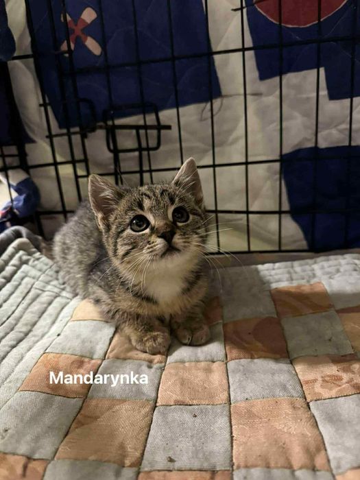 Trzy kocie siostry czekają na dom