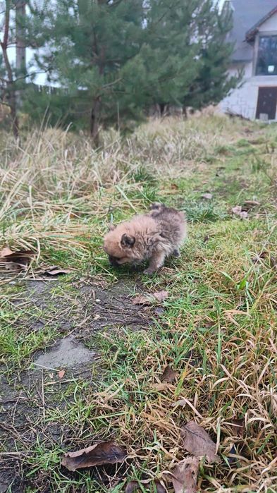 Pomeranian , szpic miniaturowy- śliczny , malutki piesek- filmiki