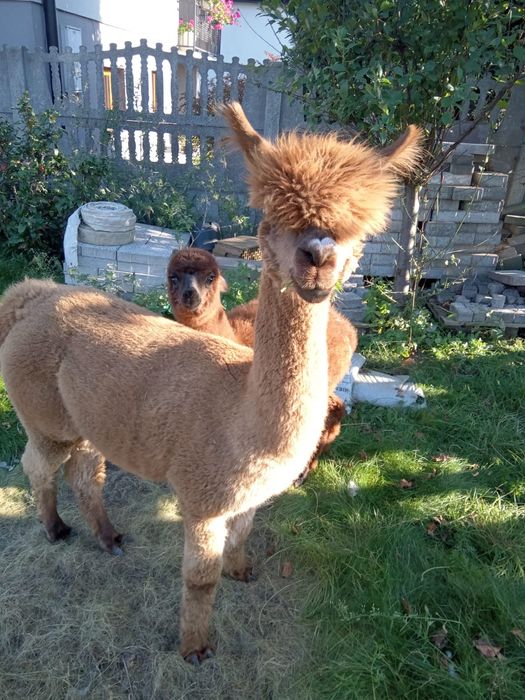 Sprzedam alpaki samice z młodą