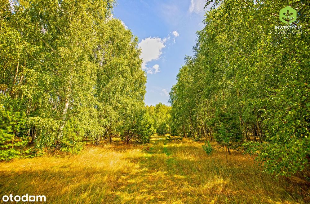 Ostatnie działki k/Stanisławowa w takiej cenie!