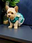 Pudel toy west highland white terrier szczeniaczki  Westiepoo