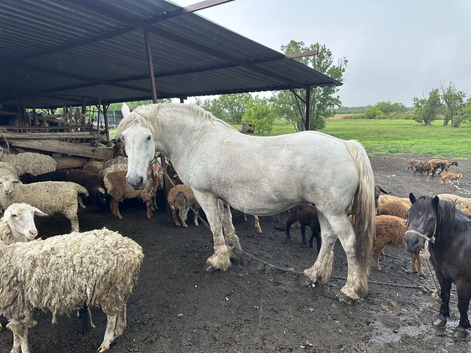 Продам кобилу вагою на тону