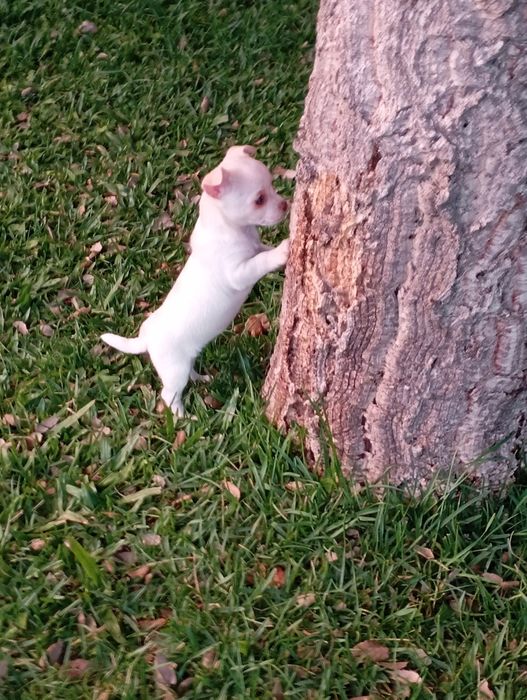 Fêmea chihuahua disponível