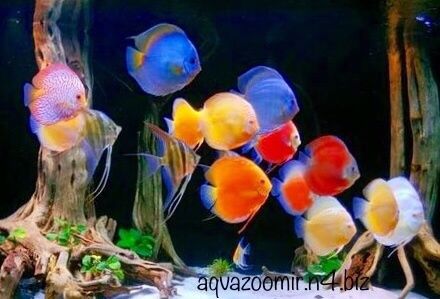 Астронотус Оцелатус Astronotus Аквариумные Цихлиды