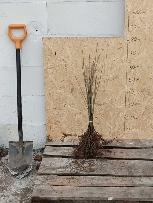 KLON JAWOR acer pseudoplatanus sadzonki 20-40 cm