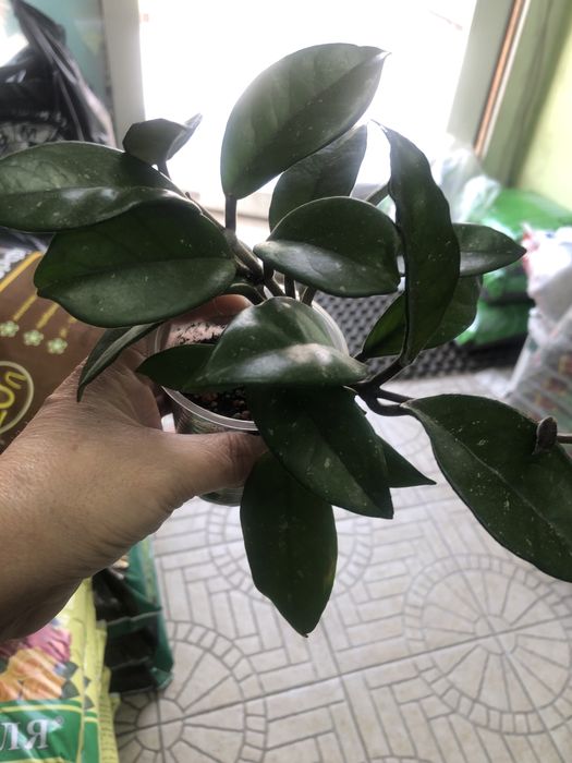 Хойя (восковій плющ)